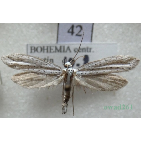 Yponomeuta sedella Treitschke, 1832 Namiotnik rozchodnikowiec Czech42
